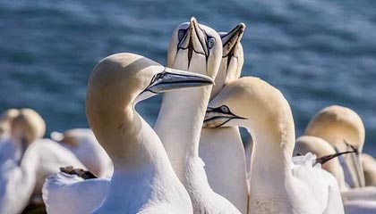 乒乓球女子团体半决赛 河北战胜黑龙江晋级决赛